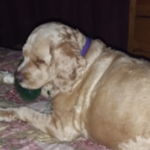 Meet your Posher, Cindy - Picture 1 of 1